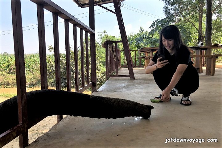 2019 泰國遊記：Kanchanaburi 北碧府一日遊、大象洗澡