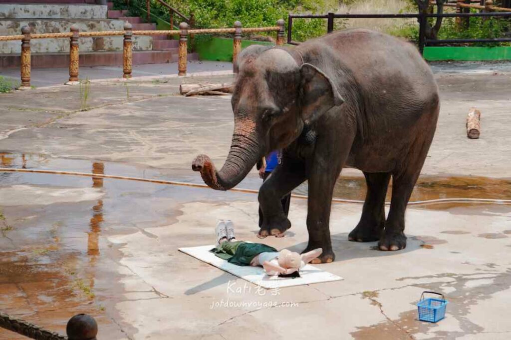 大象按摩表演 elephant massage