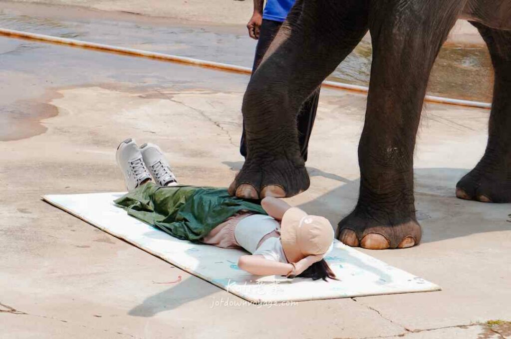 大象馬殺雞按摩表演 elephant massage show