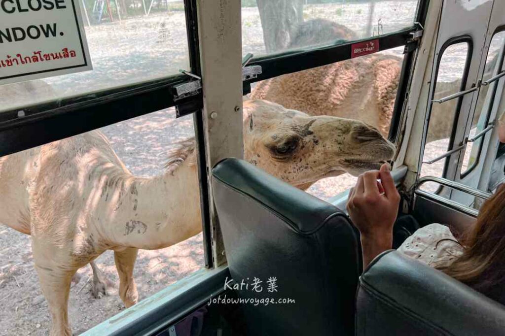 搭遊園車餵動物吃東西
北碧府野生動物園 Safari Park Kanchanaburi 