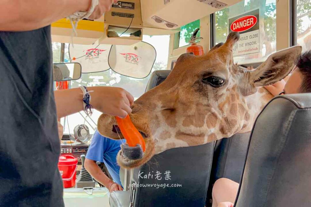北碧府野生動物園 Safari Park 餵長頸鹿吃東西