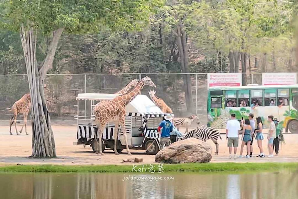 泰國野生動物園 Safari Park Kanchanaburi 跟長頸鹿拍照