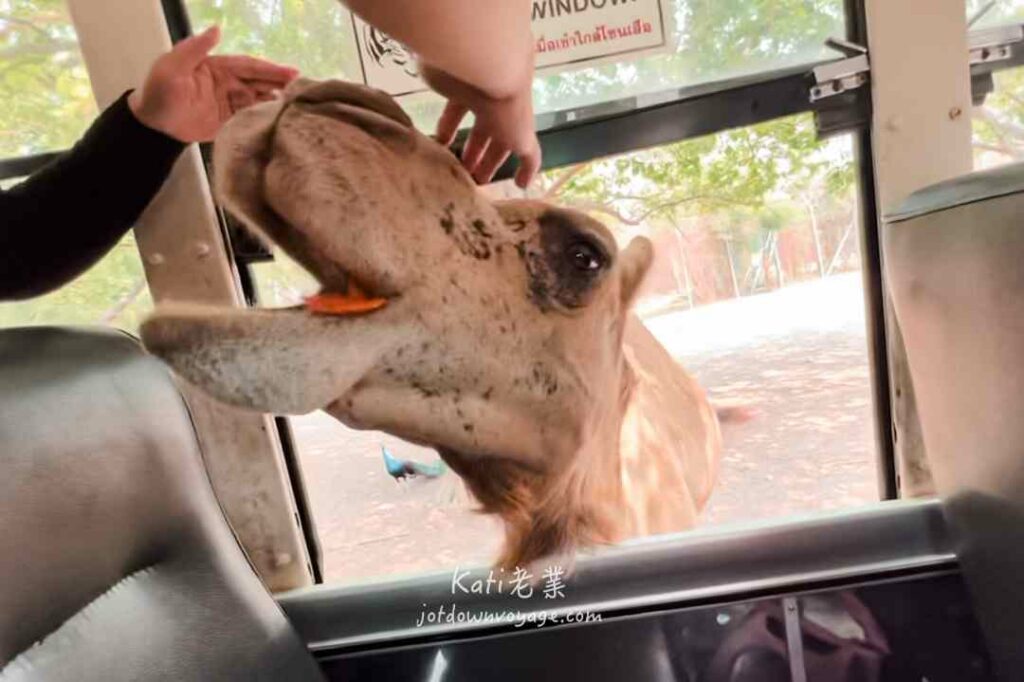 搭遊園車餵駱駝吃東西
北碧府野生動物園 Safari Park Kanchanaburi 