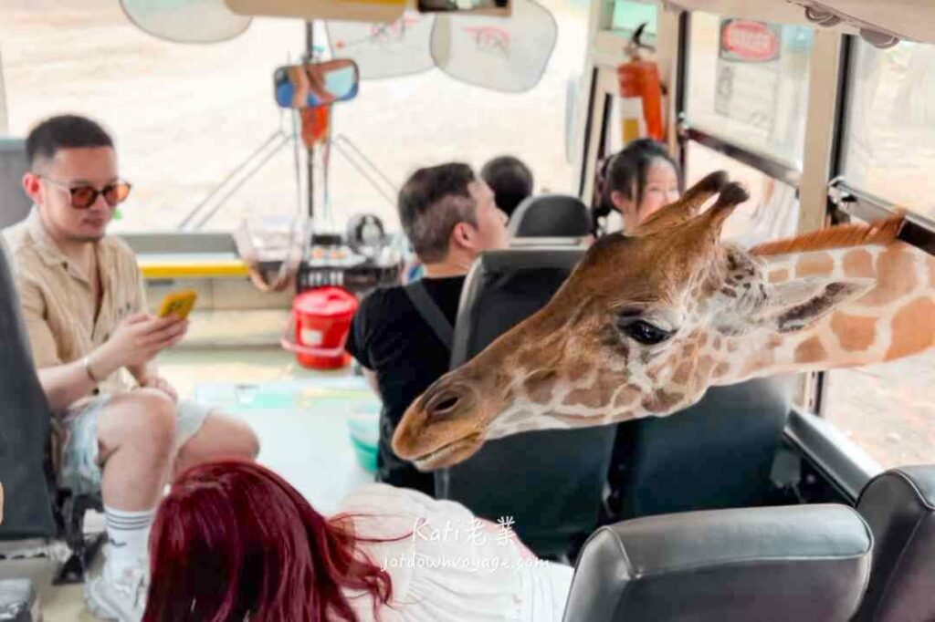 搭遊園車，餵長頸鹿吃東西
北碧府野生動物園 Safari Park Kanchanaburi 
